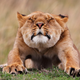 Illustration for article titled The Competition Is Fierce For This Year's Best Wildlife Photographer